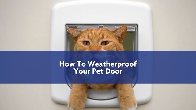 a cat peeking through the pet door with an visually designed overlay that says "How to weatherproof your pet door"