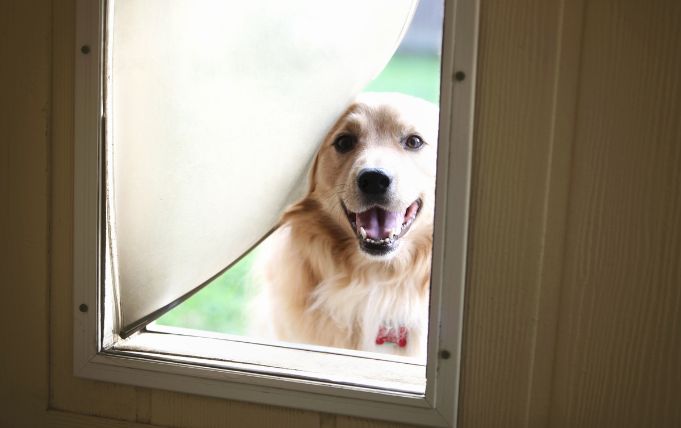 golden retriever peeking through a dog door in Christchurch